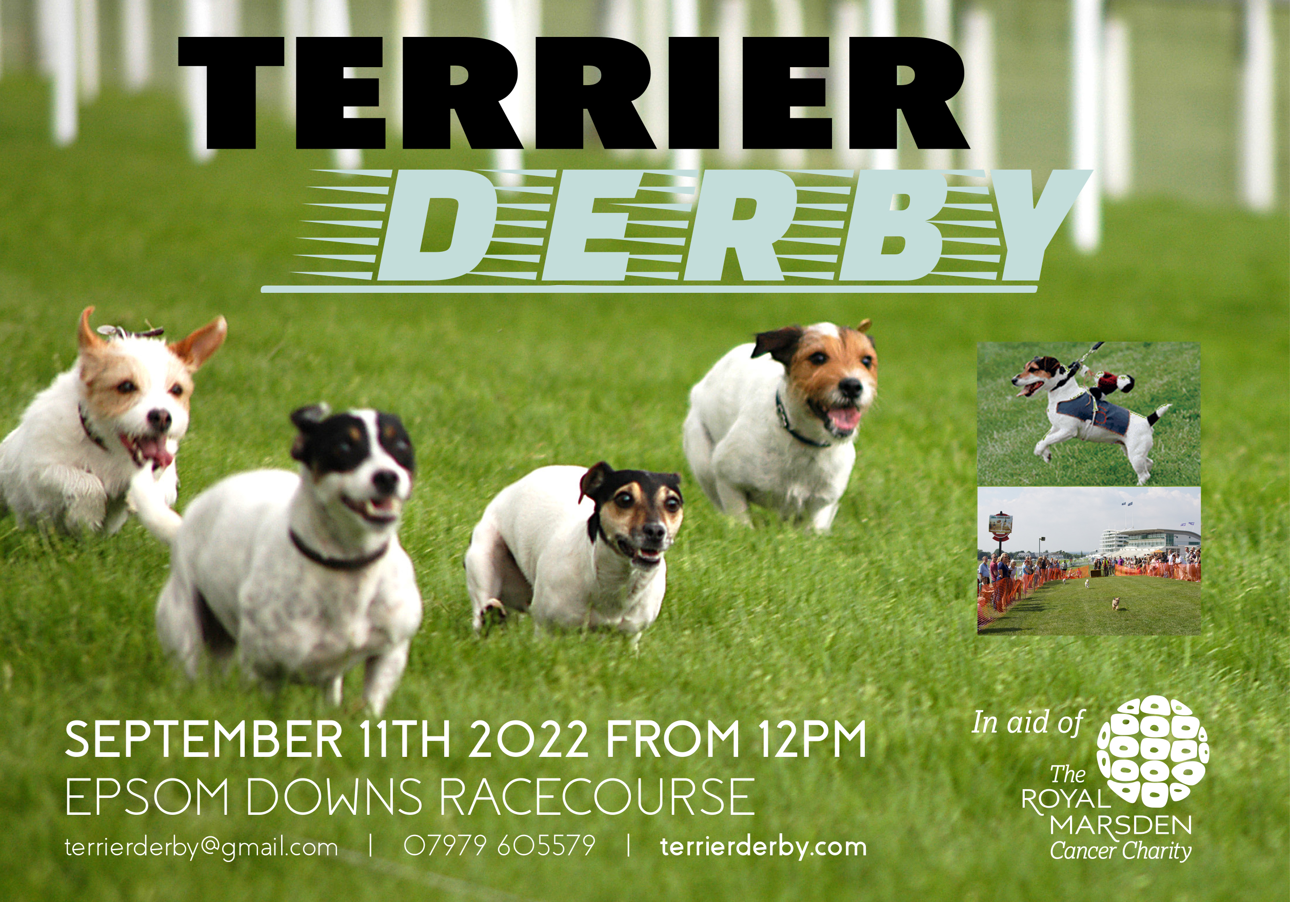 THE 18th TERRIER DERBY At Epsom Racecourse 